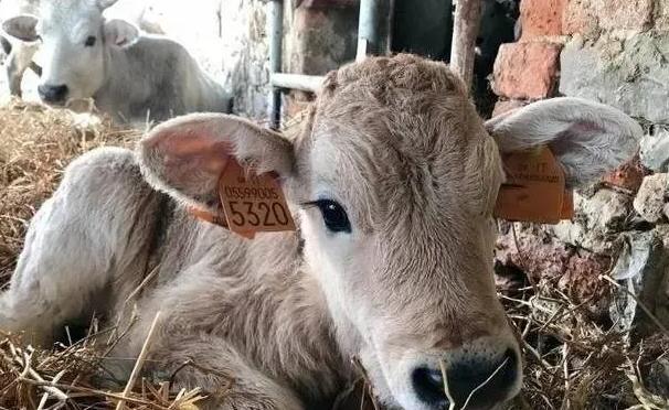 法国牛品种有哪些,全世界牛的种类和分布