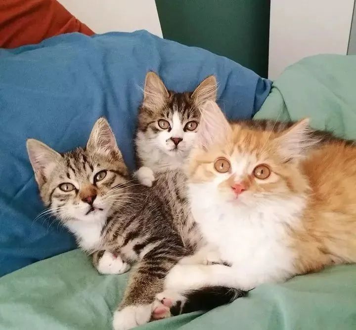 美短猫母猫和公猫的差别,公猫和母猫有什么区别呢