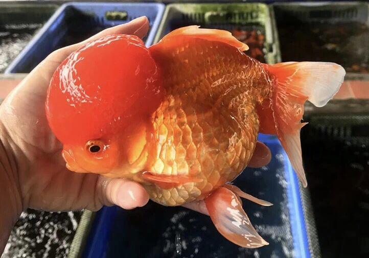 文种金鱼和草种金鱼哪个好养,文种金鱼品种