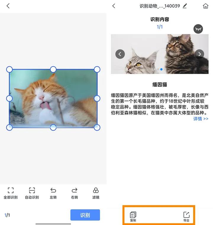 能够识别植物或动物的app,有什么app软件能识别各种动物
