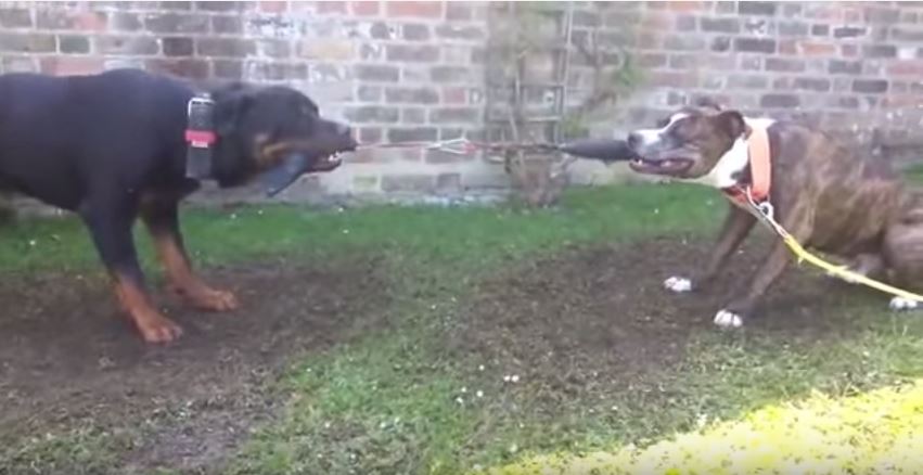 纯种藏獒是如何打败比特犬的,比特犬与藏獒谁才是狗中霸主