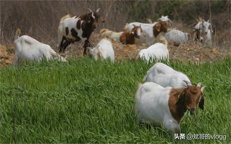 2乡村劳动者的生计：打工艰难，创业是出路