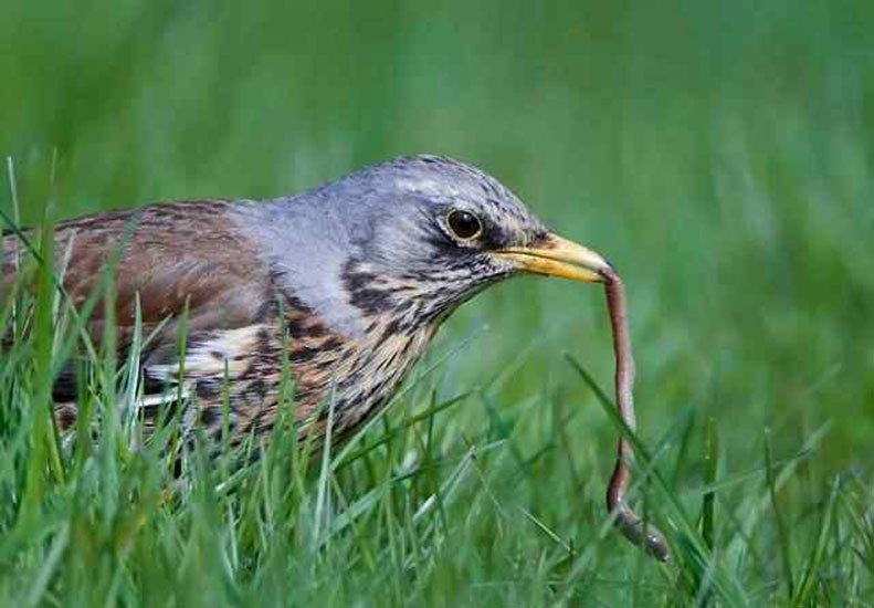 野生蚯蚓利益链从未终断？广东再现电蚯蚓，暴利下隐藏着什么危机