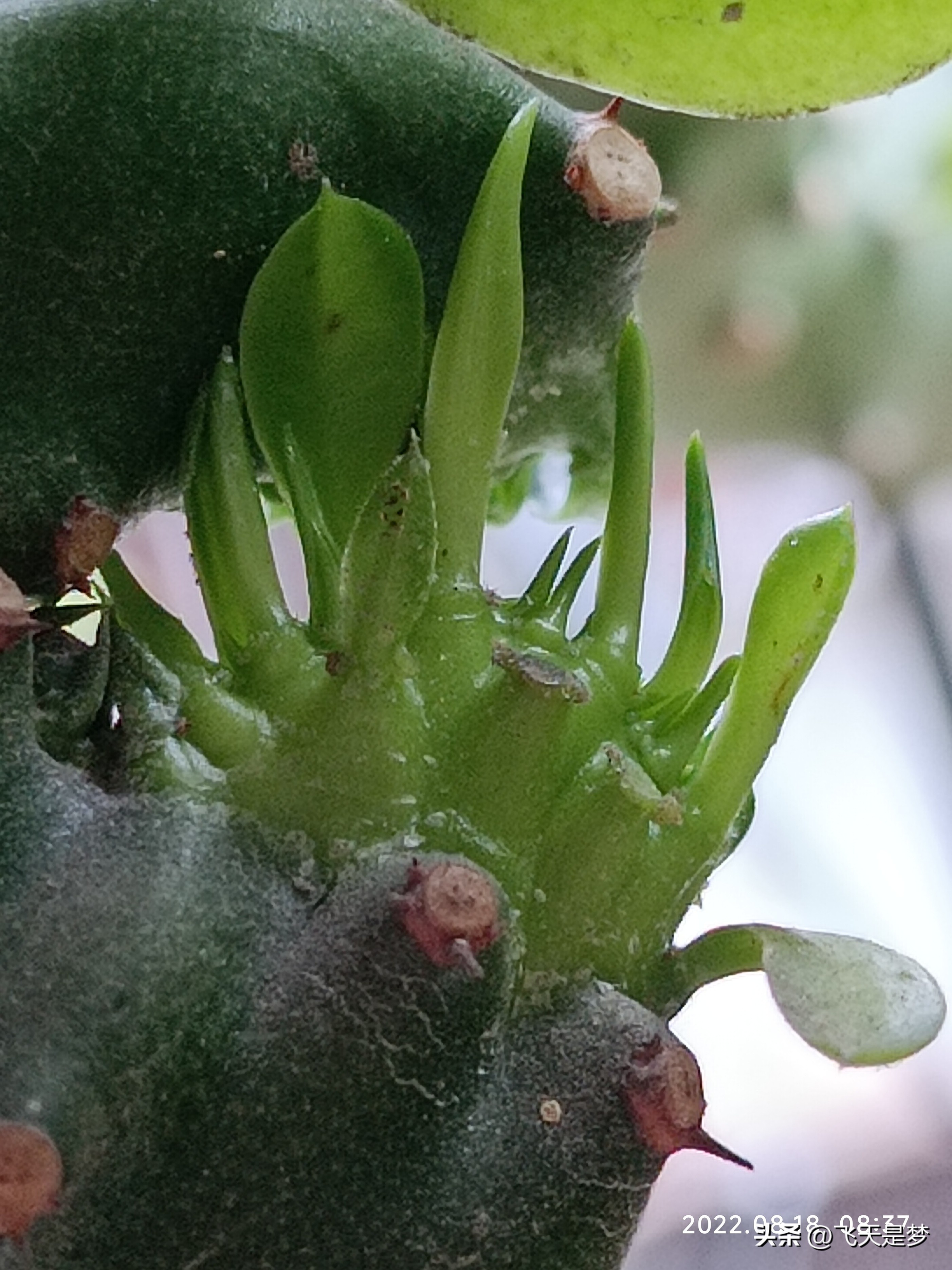 玉麒麟树的养护,玉麒麟好养吗