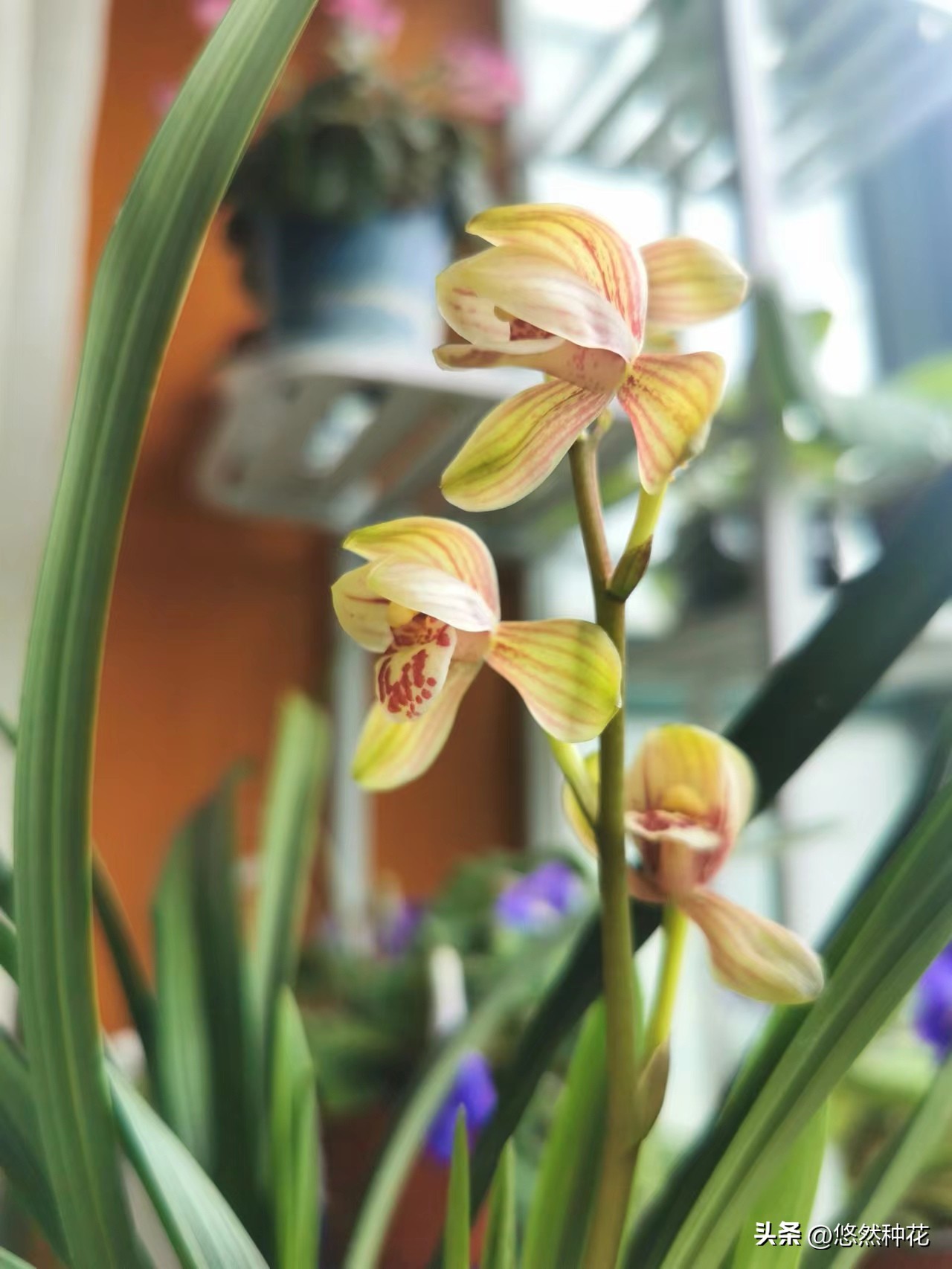 养兰新手的四大禁忌,养兰真的有那么难养吗