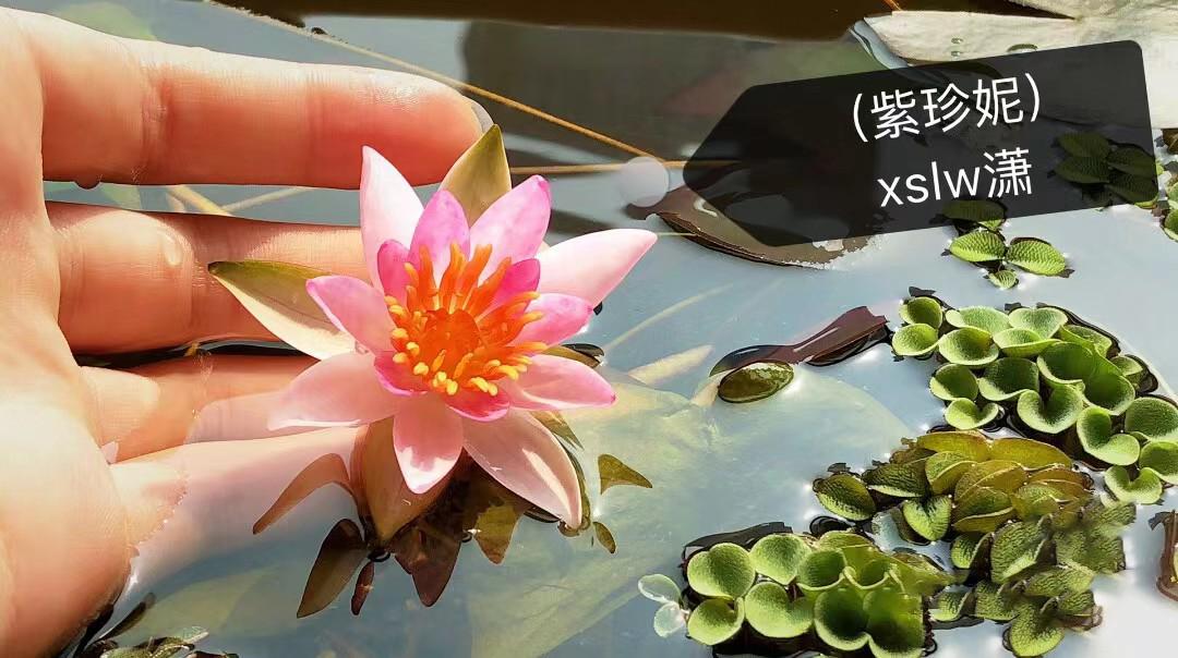 95后广东小伙痴迷睡莲育种,95后小伙痴迷睡莲育种