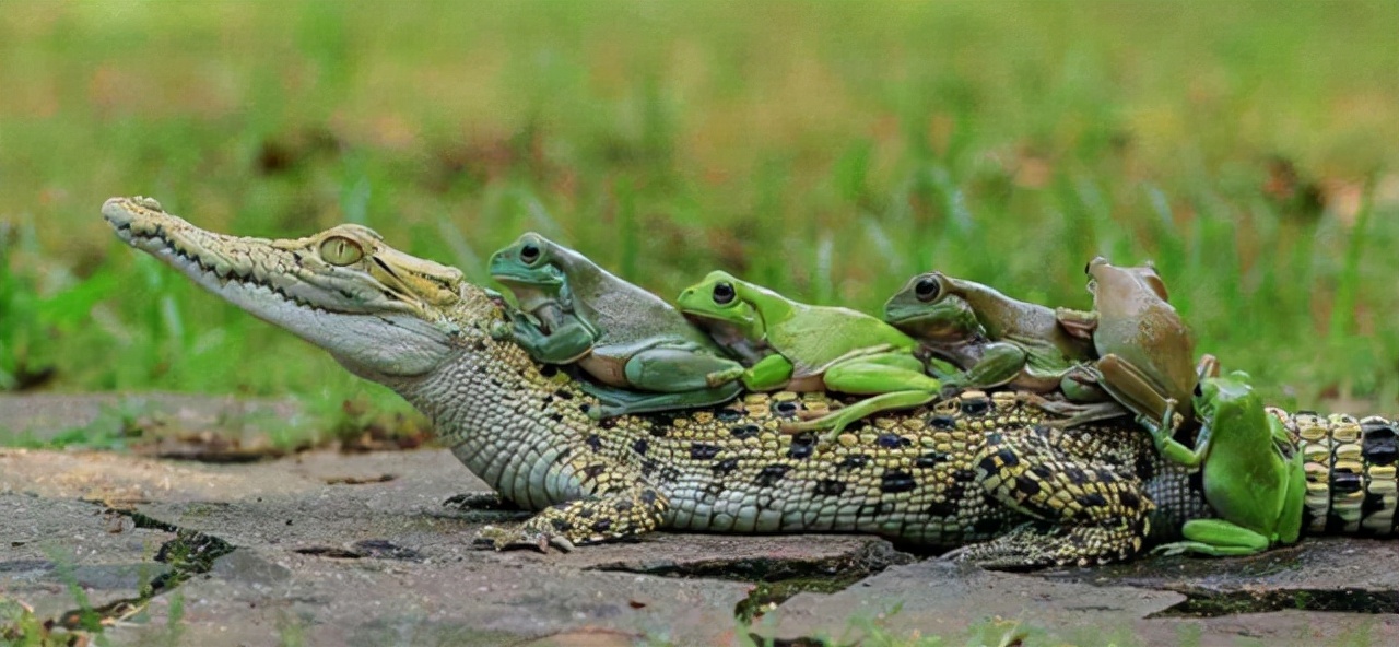 亚马逊的巨蟒有哪些,亚马逊巨蟒的资料