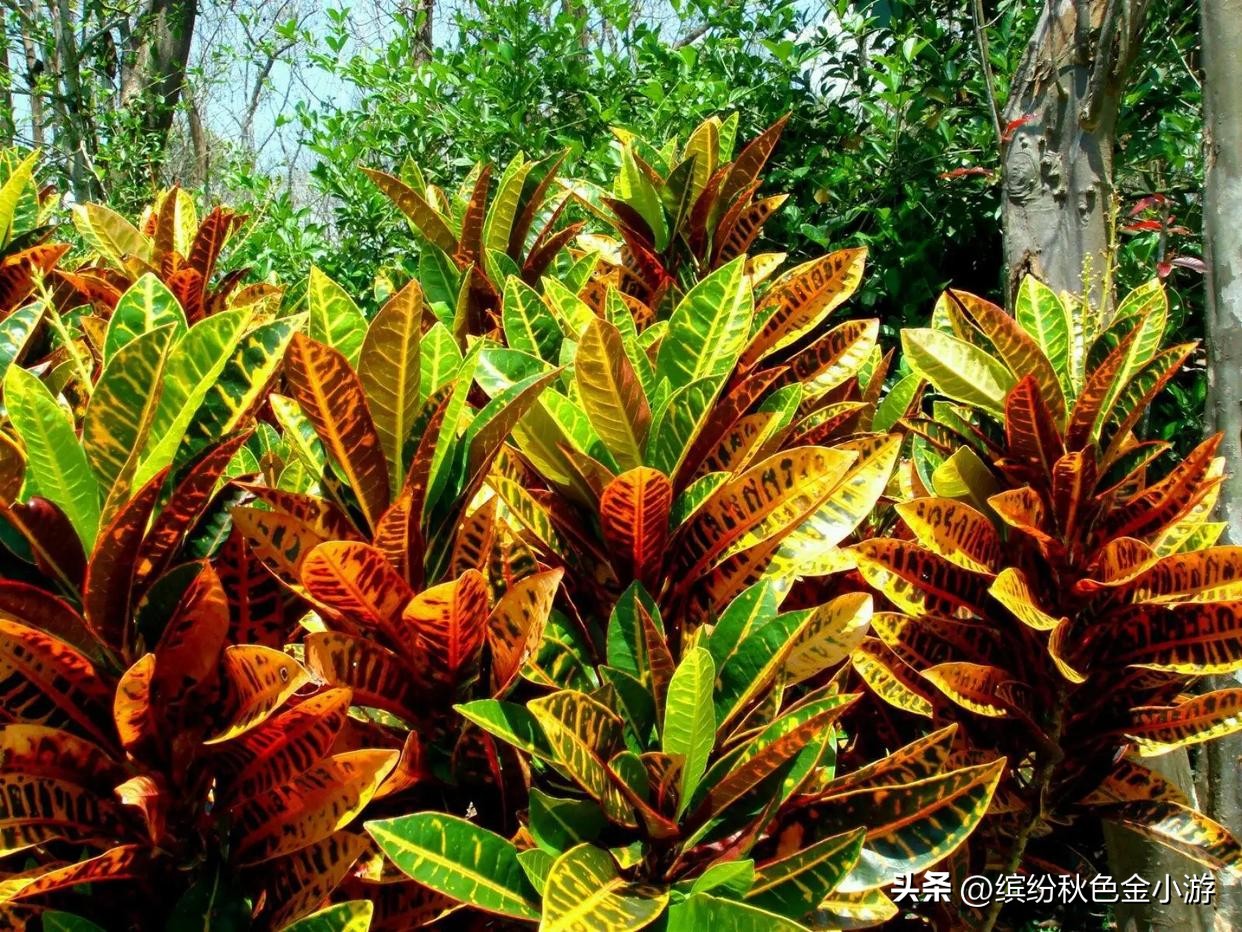 西双版纳旅游景点有哪些地方,云南西双版纳傣族自治州旅游景点