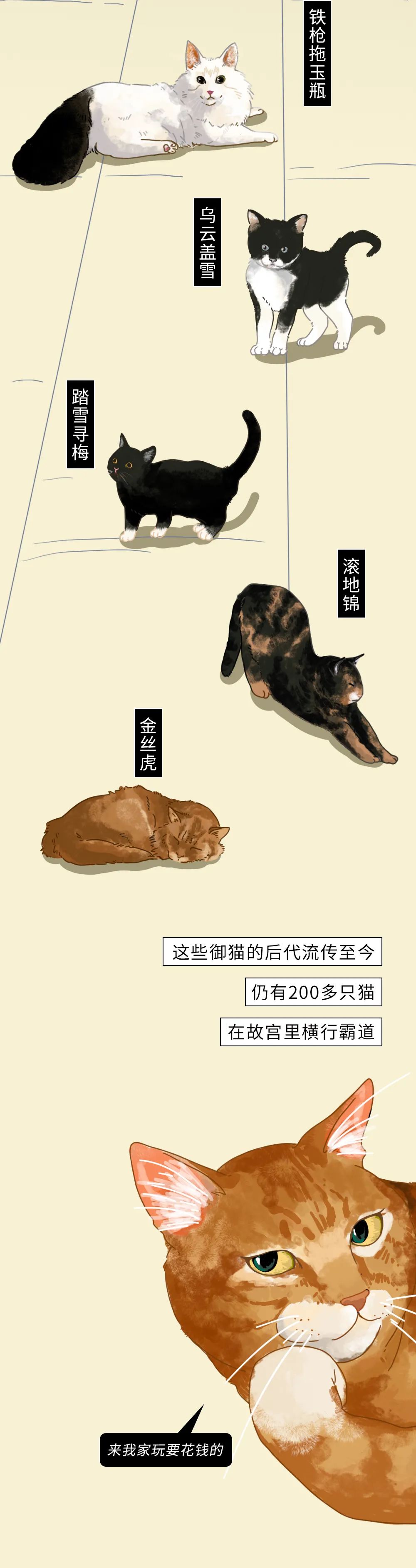 为什么中华田园猫会遭人嫌弃,盘点一下中华田园猫