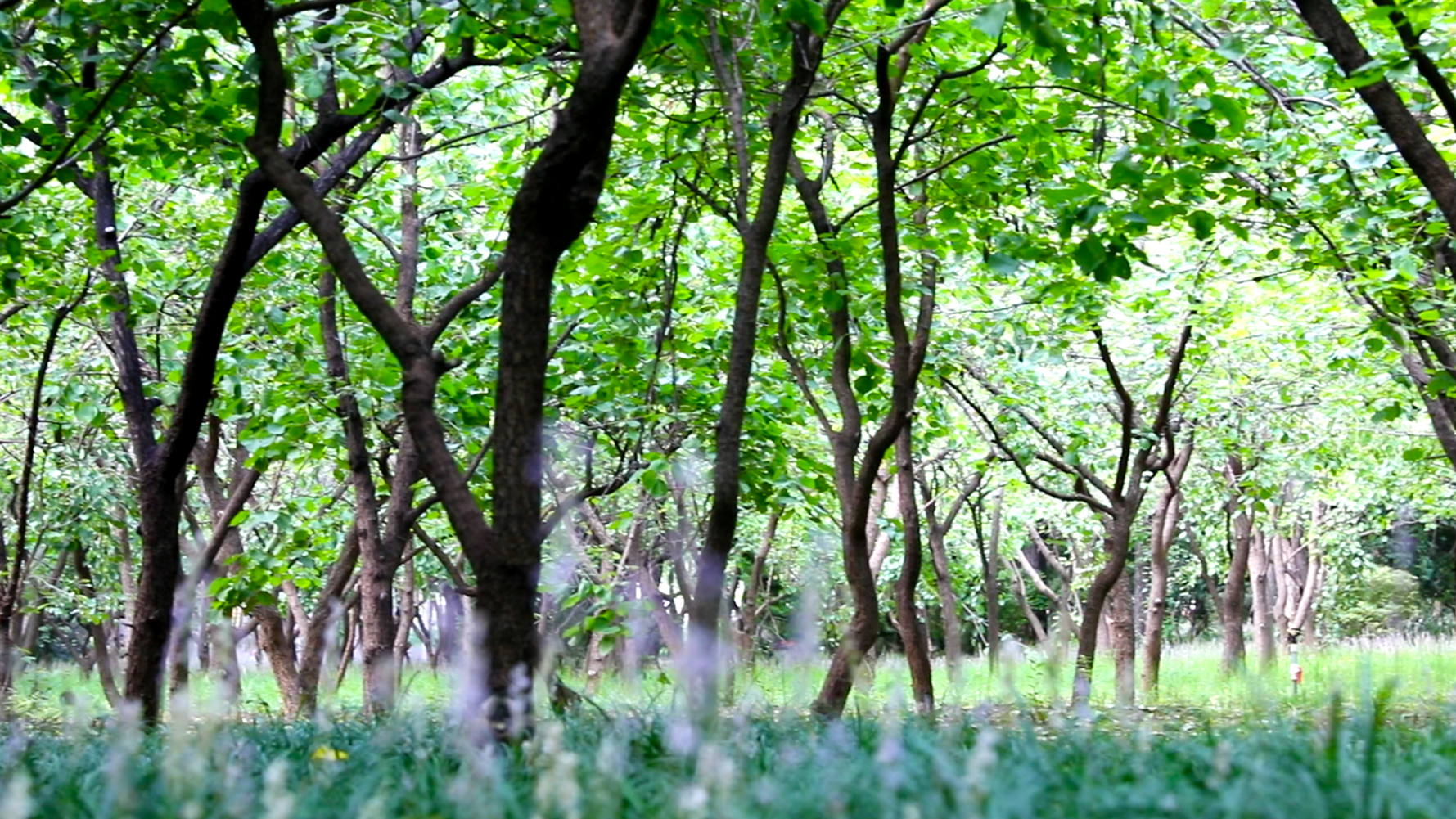 枣强森林公园和千亩森林公园,衡水枣强县天然氧吧