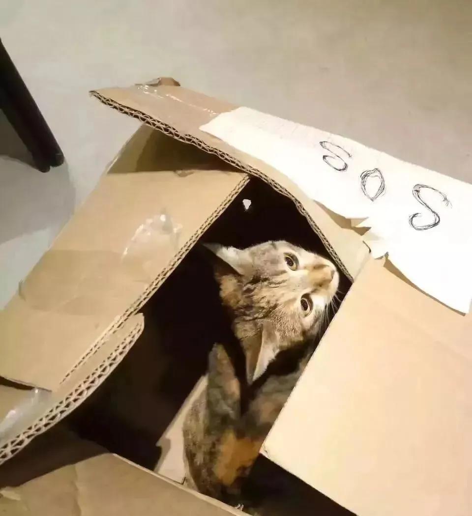 “猫咪发情，可以用棉签帮它爽爽吗？”