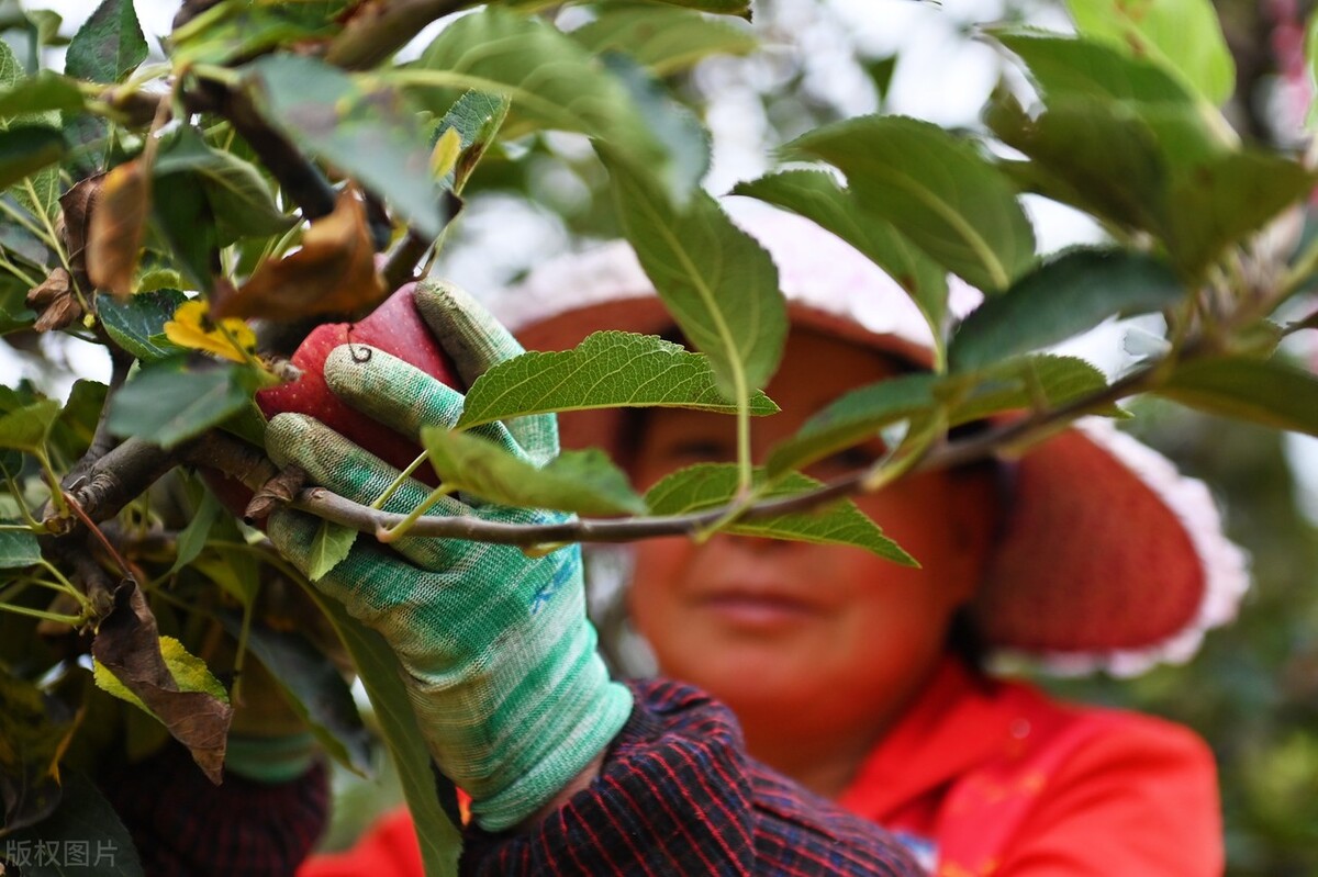 美国蛇果和花牛果价格,花牛苹果跟蛇果一样吗