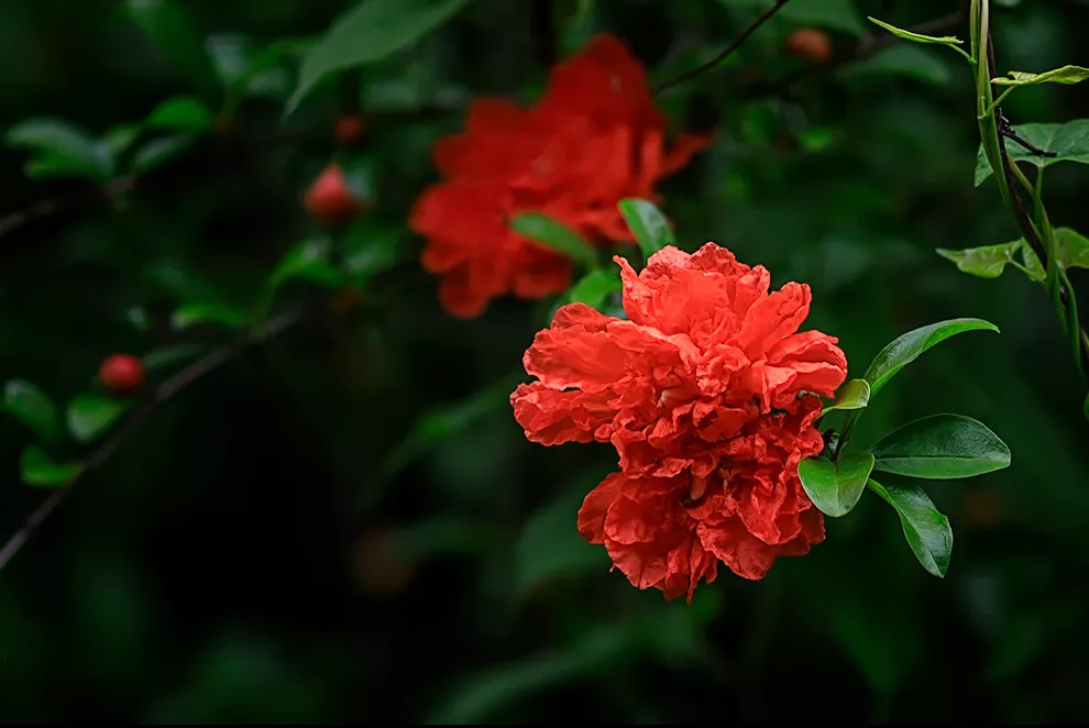花开千叶红，无需藉春风——五月榴花，浓情似火燃，丹若照长安