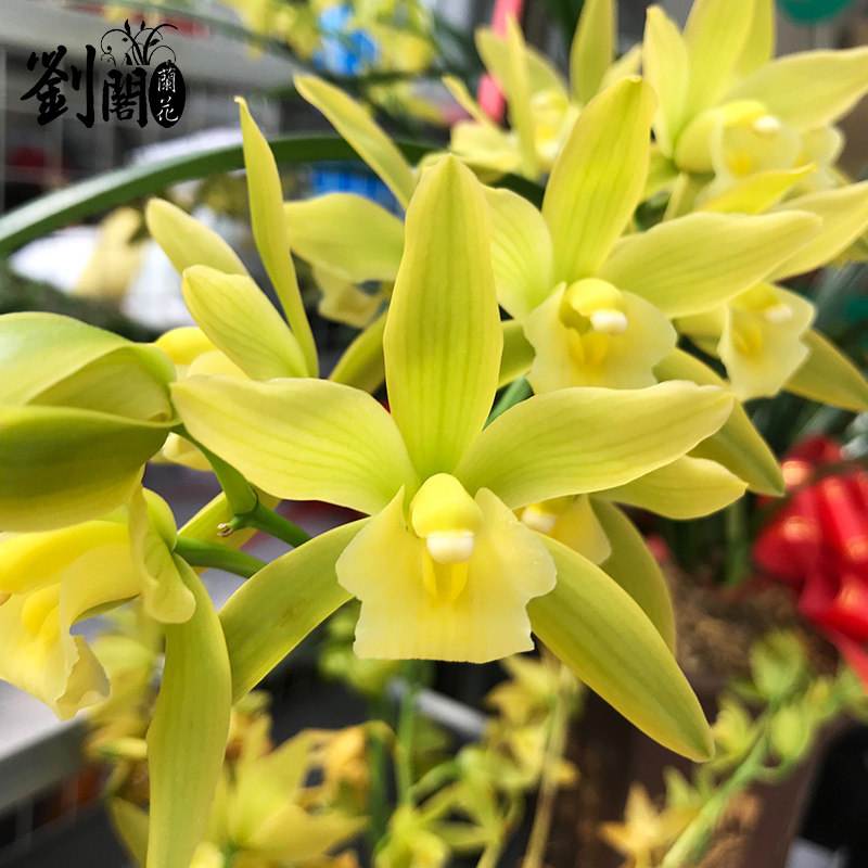 中国十大名兰哪种最好看又好养,名兰都是哪些品种