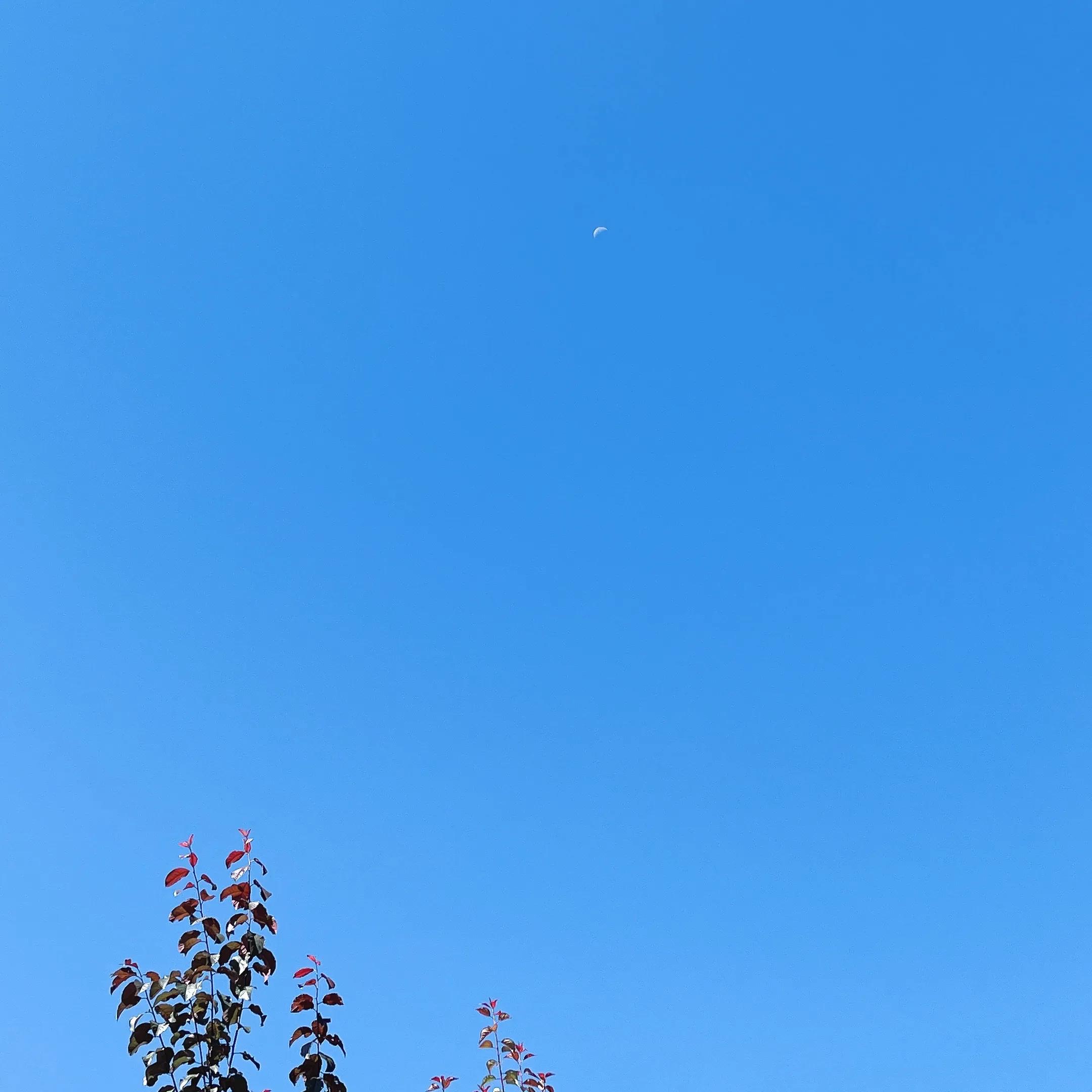 蓝天如净洗碧树映蓝天红日正升起元姆