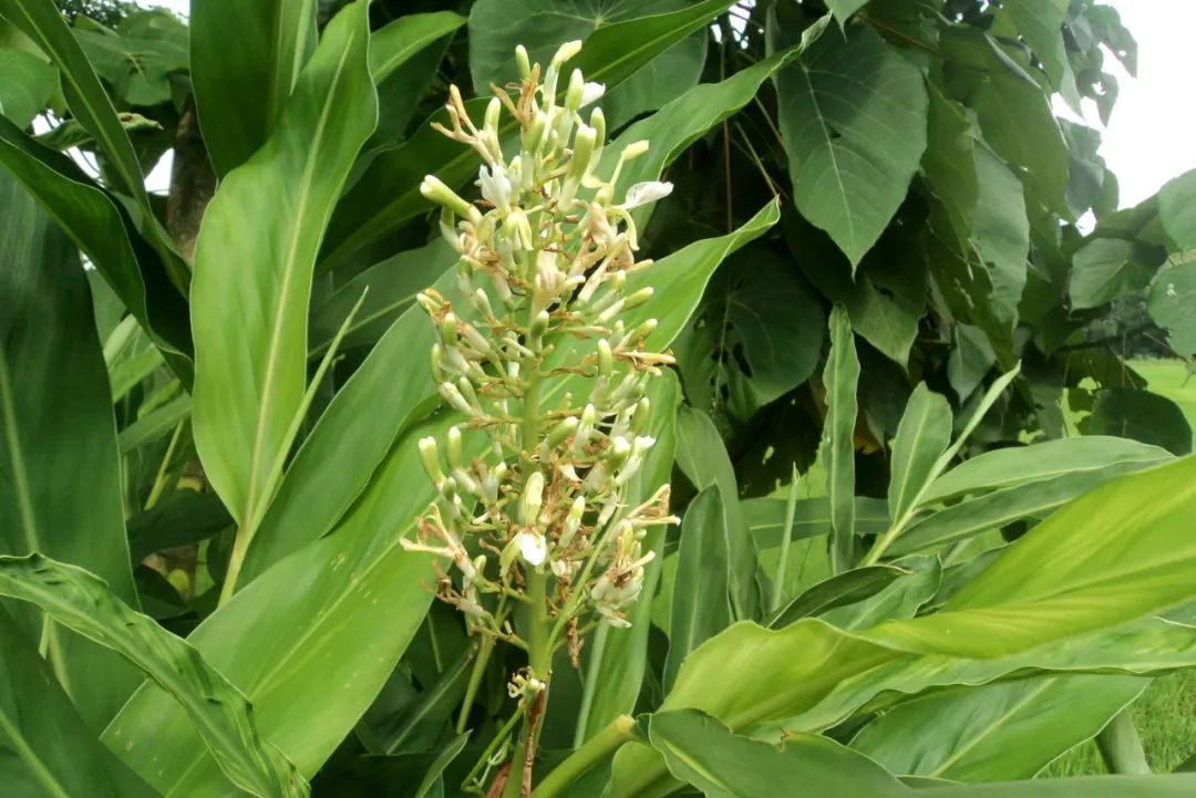 12种香料及分量,姜科植物的香料有哪些