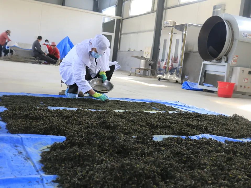 小产业带动乡村振兴大步伐,产业扶贫助力乡村振兴