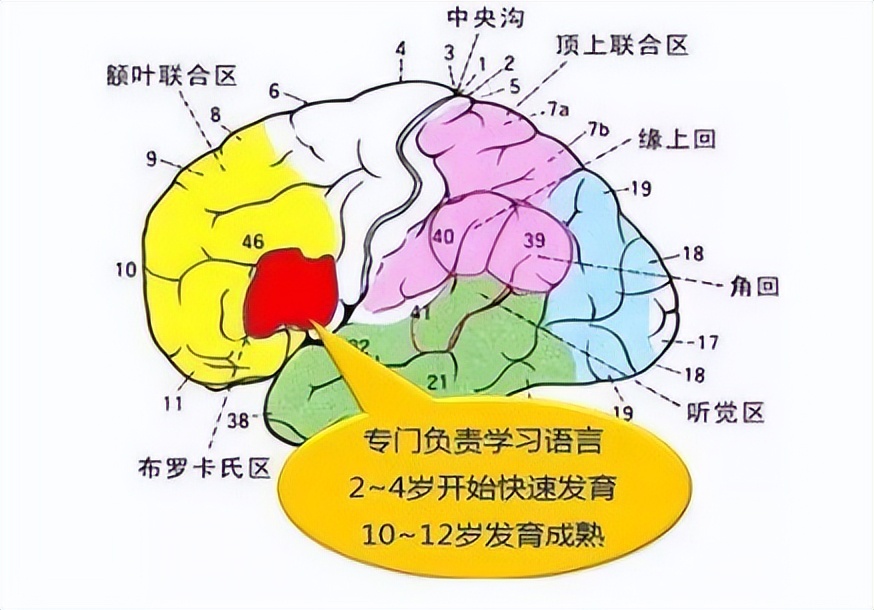 儿童说话技巧和说话应变能力,小孩晚开口说话是笨还是聪明