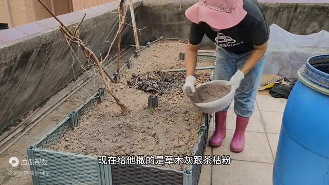 楼顶阳光房种菜怎么才没有虫子,楼顶种菜防虫子