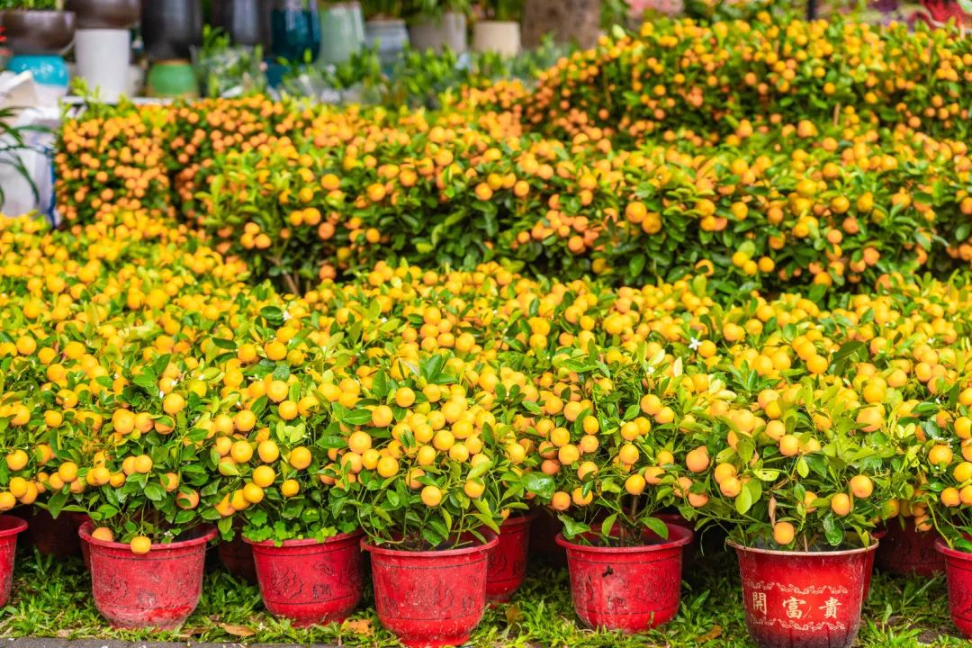 乐购深圳福田,乐购深圳在哪抢购东西