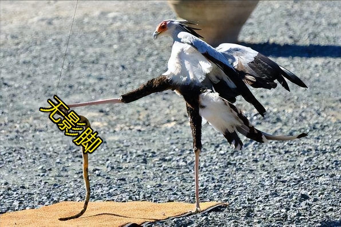 蛇最怕什么农村怎么防蛇,蛇最怕什么东西驱赶