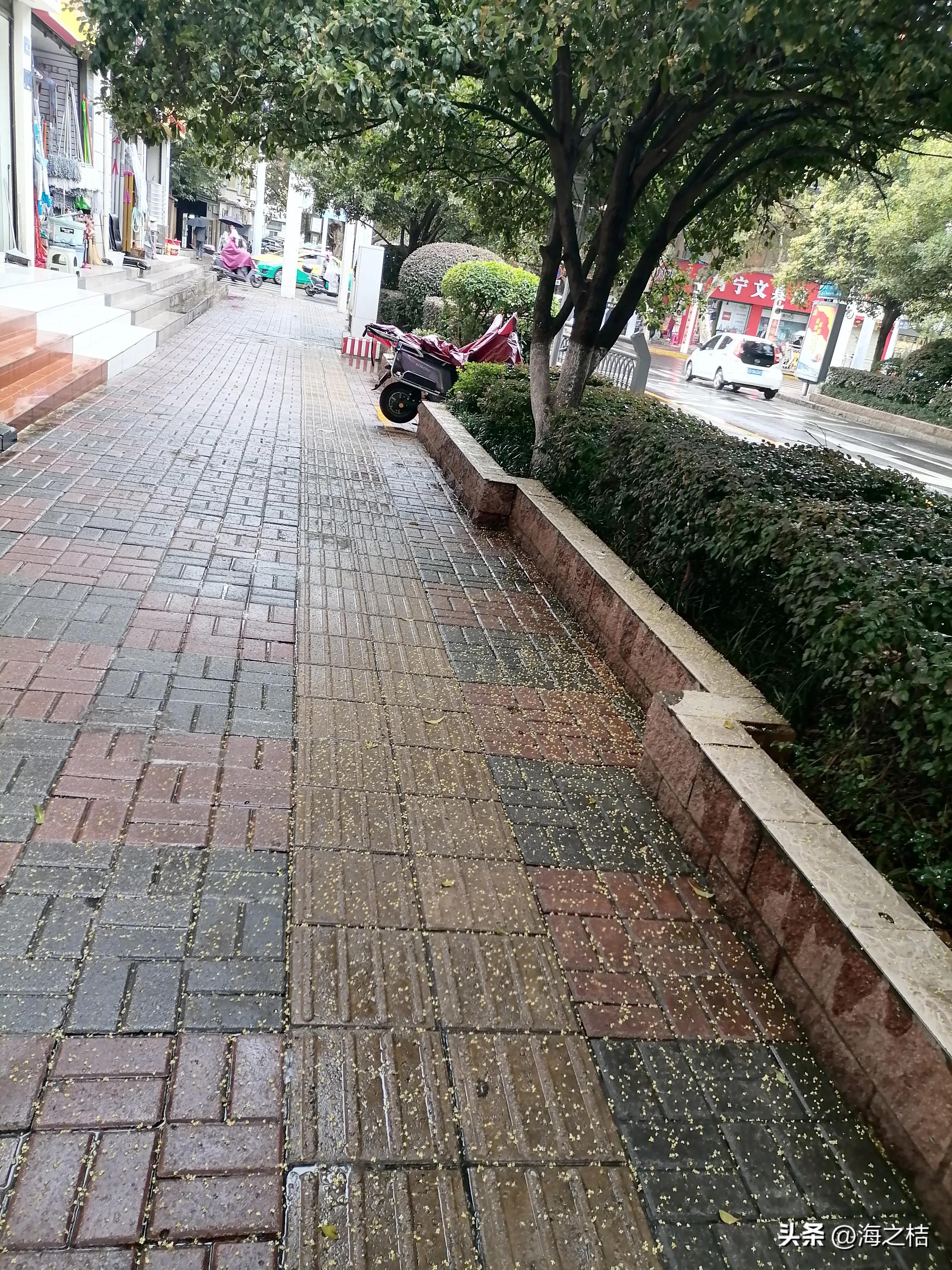 桂树城（开篇）：铁树变异桂树开花