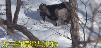 虎羊恋最后的结局,虎羊恋结局