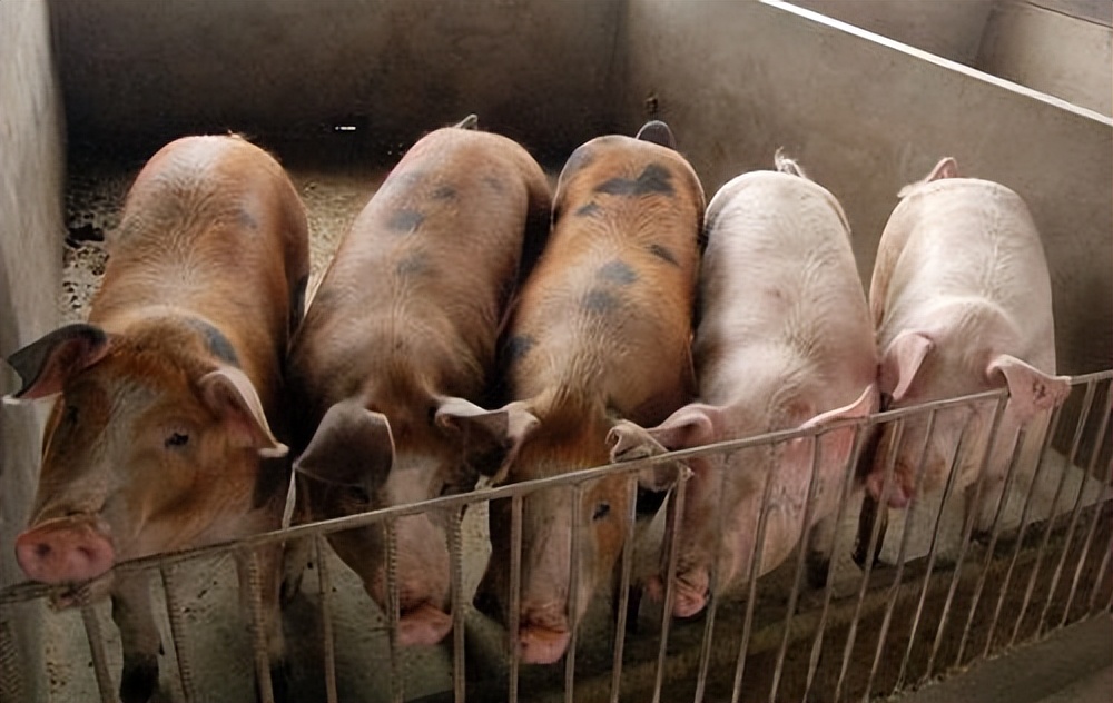 预防猪中暑的小妙招你知道吗,猪中暑的表现症状