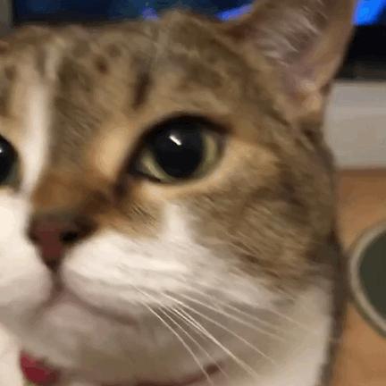 什么原因会造成猫咪毛发越来越黄,猫咪毛发颜色变黄了怎么办