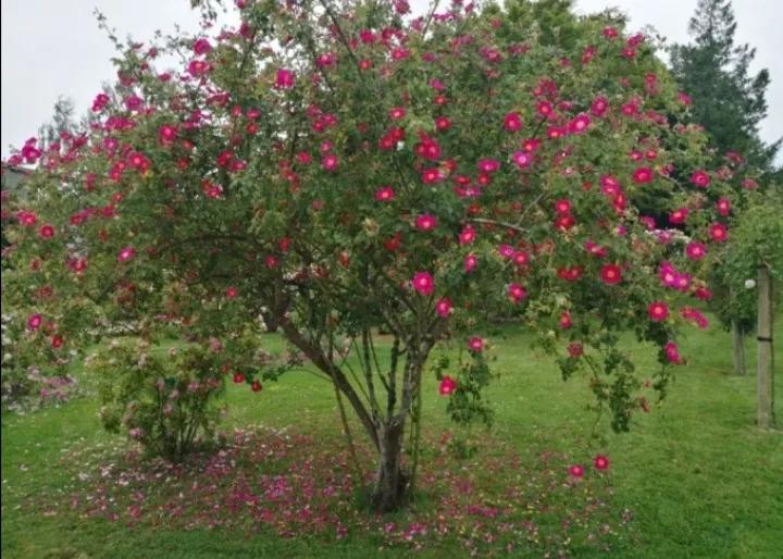 法国玫瑰花园,法国玫瑰花香沐浴露正品