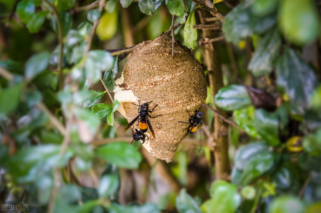 被马蜂蜇了有什么忌口的吗,被马蜂蛰了怎么解决