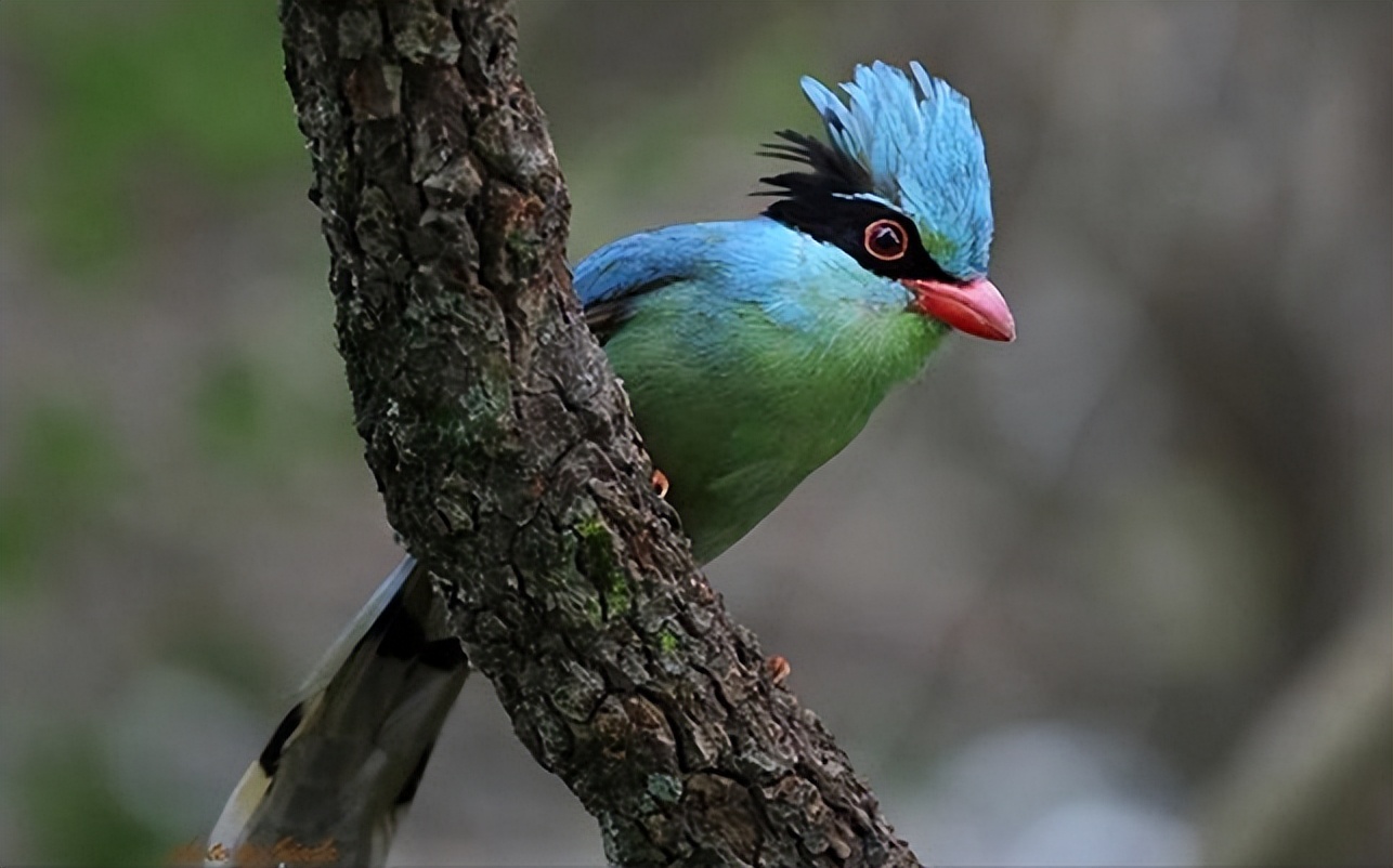 所有鸟图片大全大图,50张最佳鸟类摄影作品