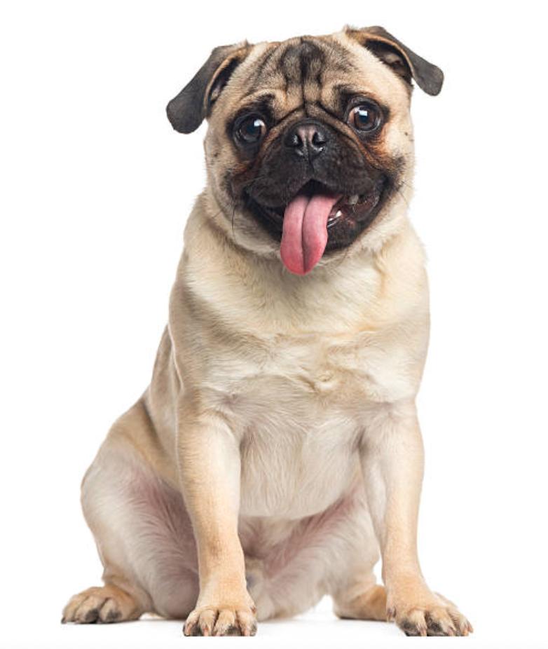 巴哥犬的优点和缺点,巴哥犬的五大优点和缺点