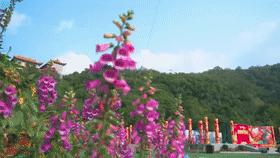 网红打卡地东莞观音山，登高许愿还能拍美照，惊艳您的朋友圈