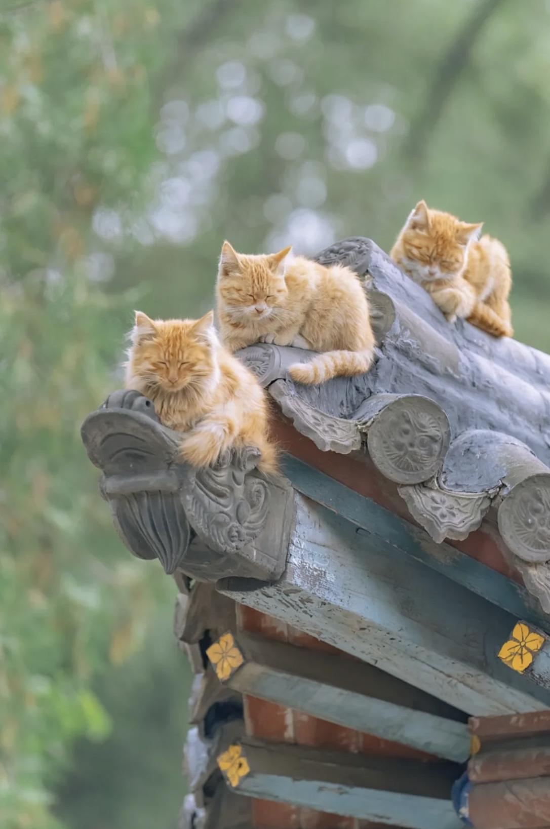 治愈系壁纸｜132张可爱小猫咪的样子