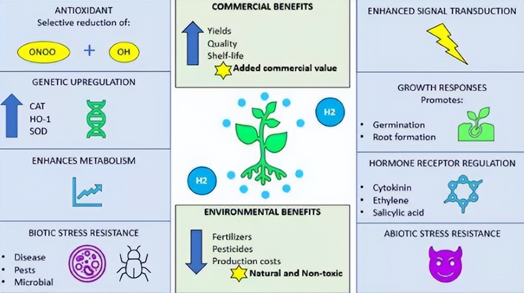 马铃薯种植与加工进展论文,马铃薯生产现状及发展趋势