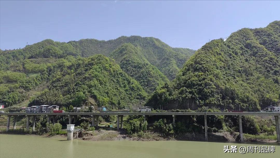 诸暨千年茶树王,走进古树茶王