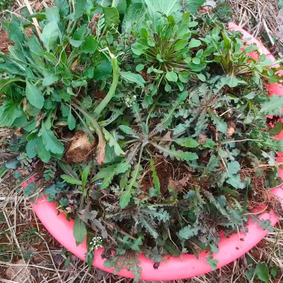 自带青霉素的三种食物,这6种食物含有天然青霉素