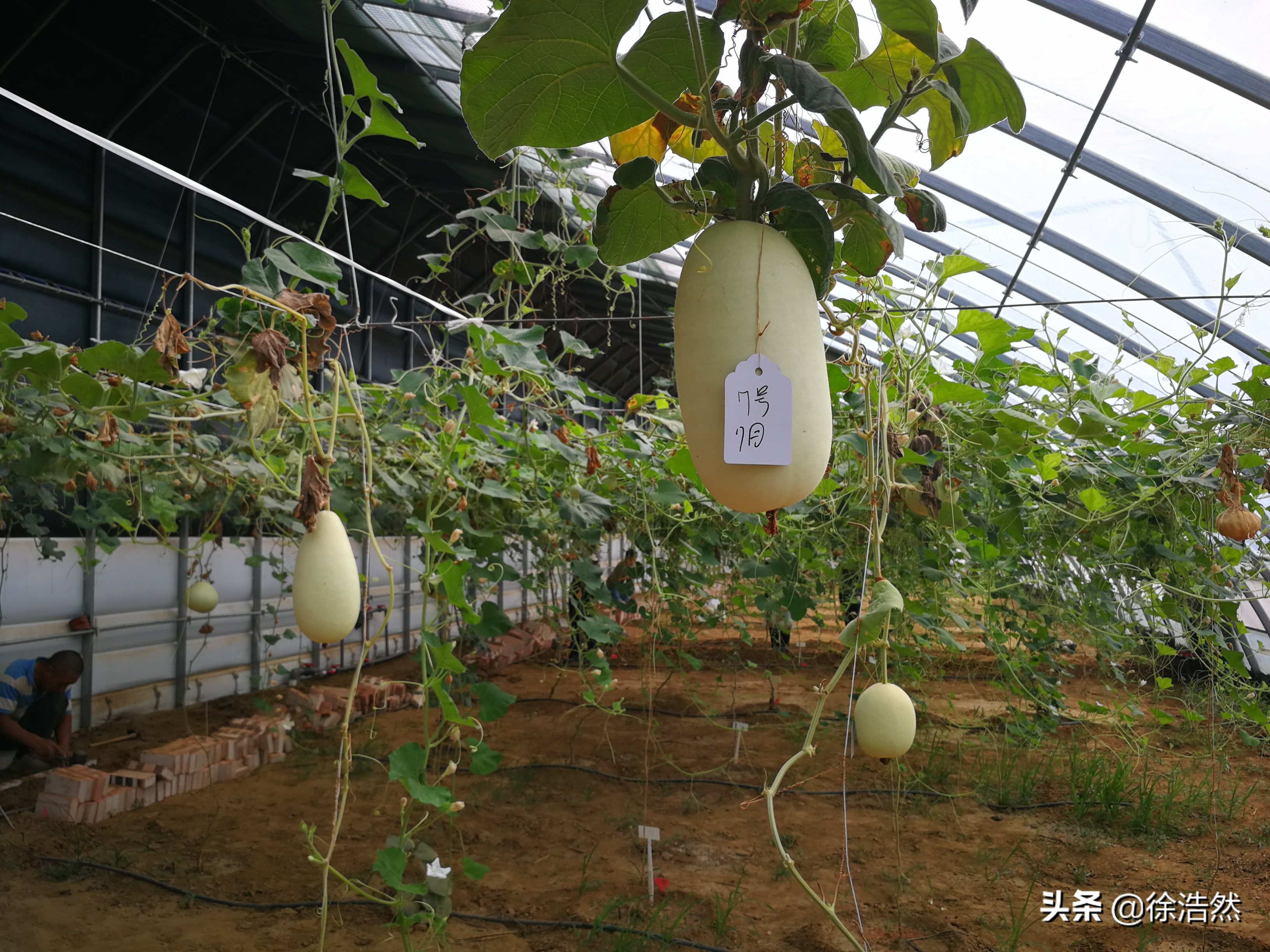 葫芦发家致富,种大葫芦利润