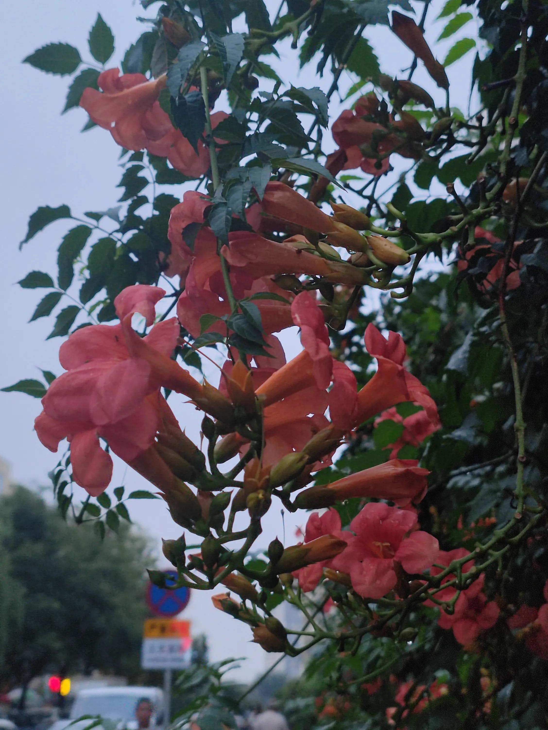 我的表妹作文400字怎么写,我的表妹作文300字优美词句