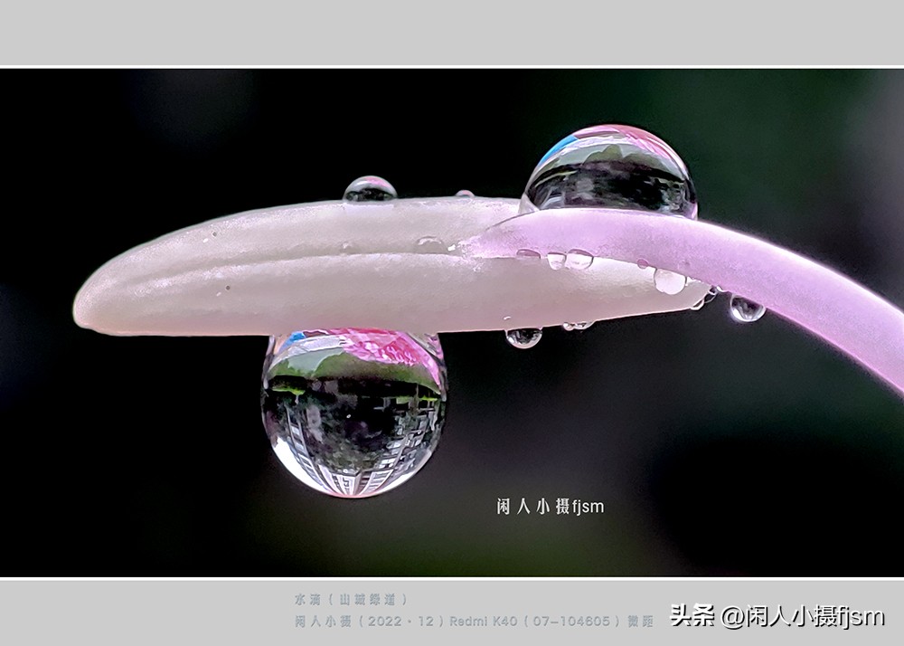 手机拍摄微距人像教程,关于手机微距摄影的一些小技巧