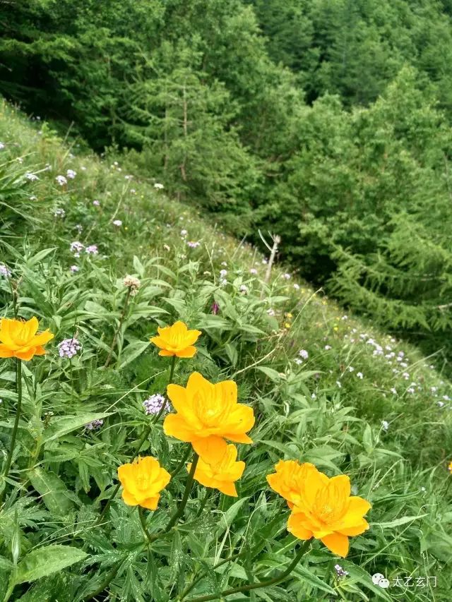 小五台山金莲花坡,小五台金莲花