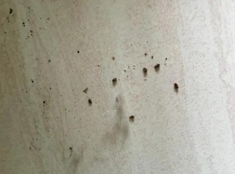 大蒜上涂牙膏,牙膏挤在大蒜上用处