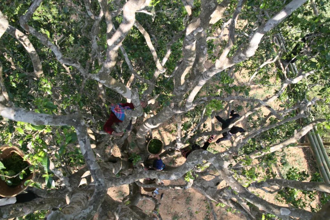 普洱茶各大山头的特性和口感图文,普洱茶老茶头的口感特点有哪些