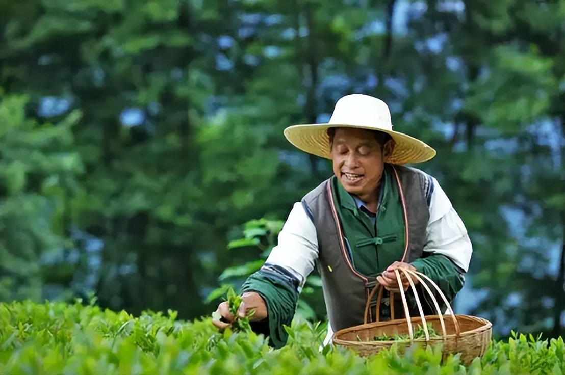 网上买茶的十大套路是什么,怎样在网上买茶靠谱