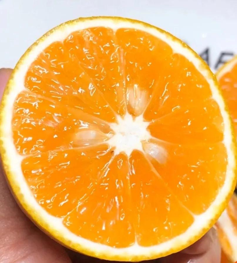 广东湛江一年四季水果名单,湛江特色水果介绍