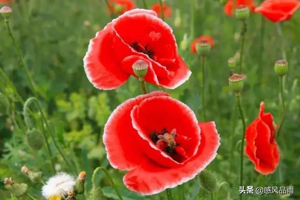 九十九朵美丽的国花送给你