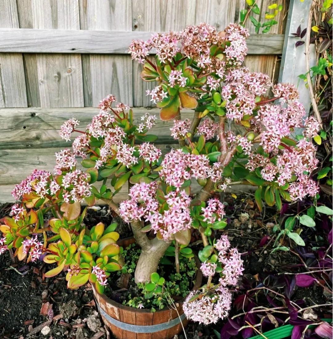 干枯掉落的玉树怎么修剪,给玉树修枝