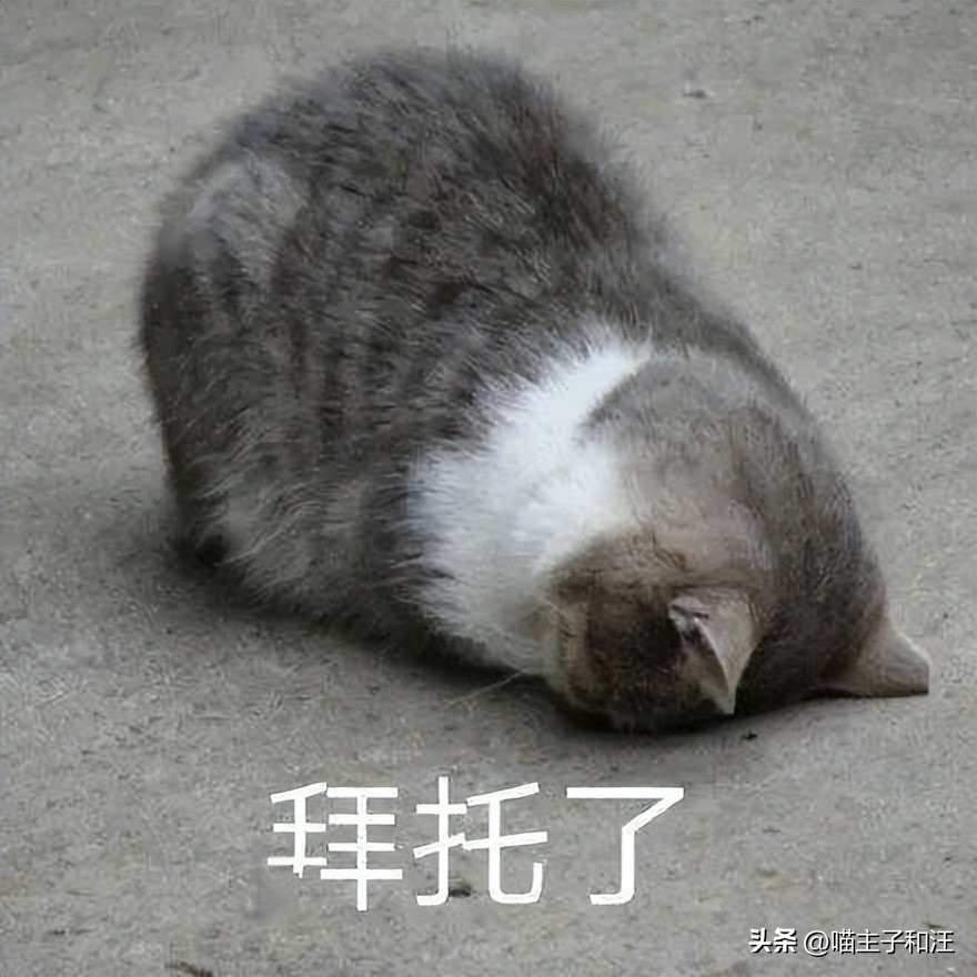 猫被打成脑震荡,猫咪被我打成应激脑震荡