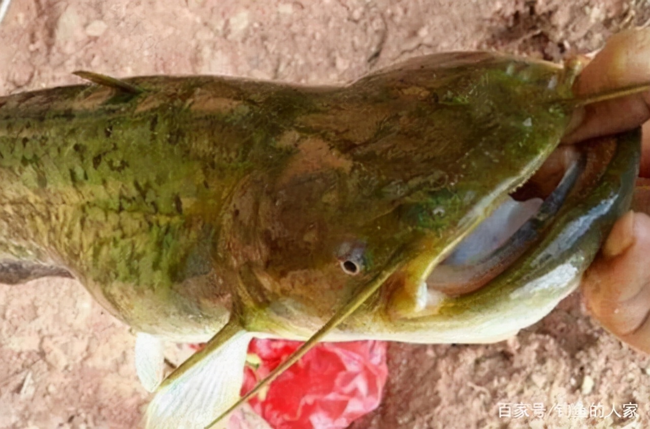 黄河里面都有哪些鱼种,黄河怎么野钓鱼
